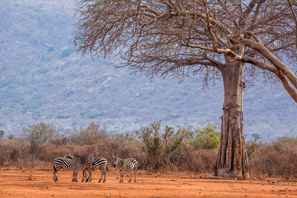 Tsavo West National Park