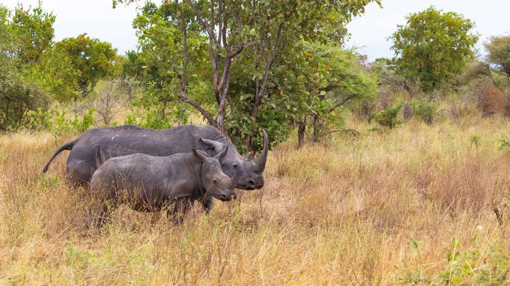 Meru National Park